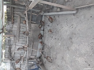 Fazani comuni  - imagine 2