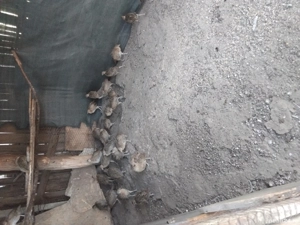 Fazani comuni  - imagine 3