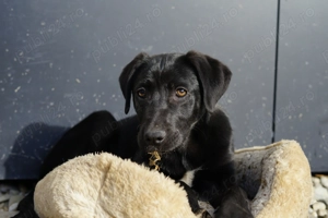 Nero caută o familie pentru totdeauna!