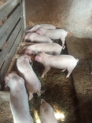 Purcei 8 săptămâni de la 300 lei bucata. 