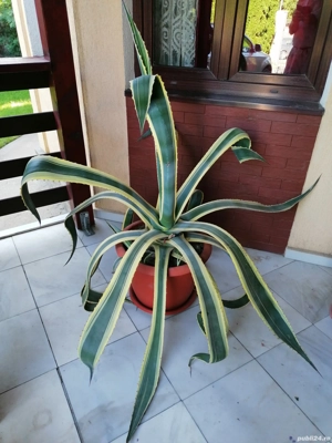 Vând Agave