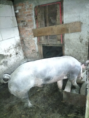 Vier pietrean pentru monta  - imagine 3