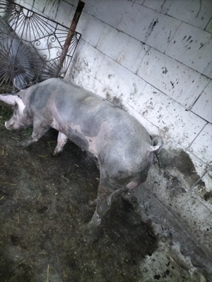 Vier pietrean pentru monta  - imagine 2