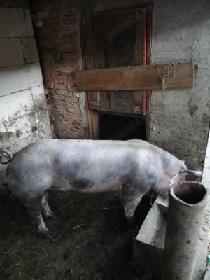 Vier pietrean pentru monta  - imagine 4