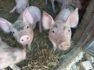 Vând purcei landrace cu pietran