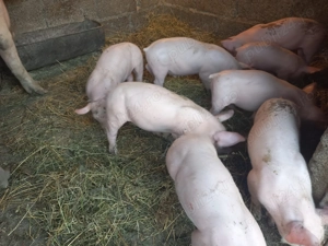 Vând purcei landrace cu pietran - imagine 2