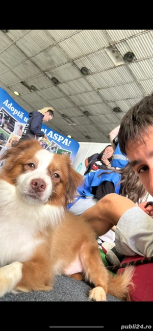 Plimb câini în Bucuresti! - imagine 4 Plimb câini în Bucuresti! - imagine 4