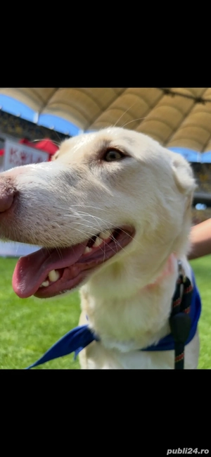 Plimb câini în Bucuresti! - imagine 3 Plimb câini în Bucuresti! - imagine 3