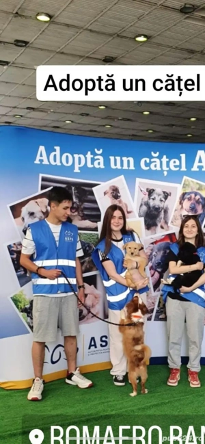 Plimb câini în Bucuresti! - imagine 5 Plimb câini în Bucuresti! - imagine 5