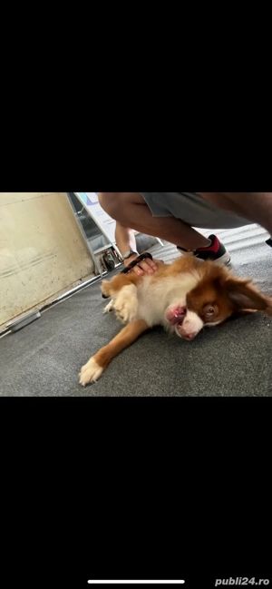 Plimb câini în Bucuresti! - imagine 2 Plimb câini în Bucuresti! - imagine 2