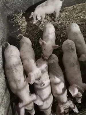 Purcei de vânzare 8 săptămâni 