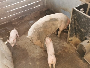 Purcei marele alb  - imagine 2 Purcei marele alb  - imagine 2