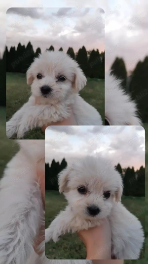 Pui bichon maltez 6 săptămâni ,iubitori și jucăuși  - imagine 2