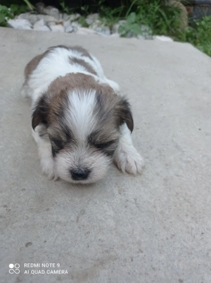 Vand Puiu de Bichon Havanez  - imagine 2