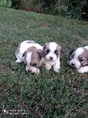 Vand Puiu de Bichon Havanez  - imagine 3