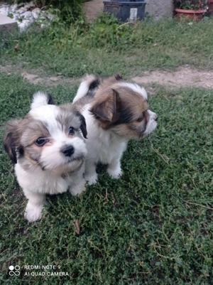 Vand Puiu de Bichon Havanez  - imagine 4