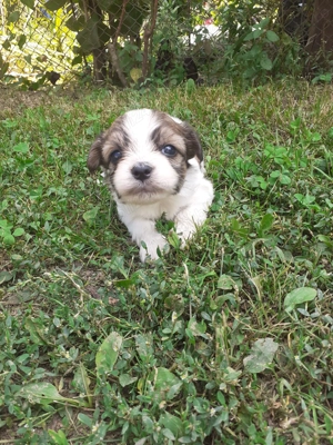 Vand Puiu de Bichon Havanez  - imagine 5