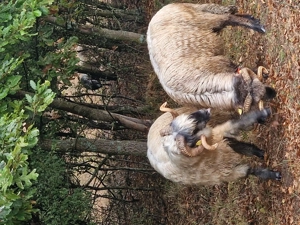 Vand 2 berbeci bucalai - imagine 2