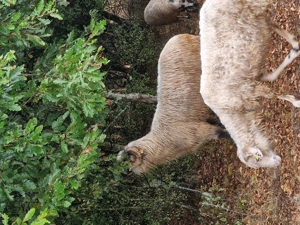 Vand 2 berbeci bucalai - imagine 5