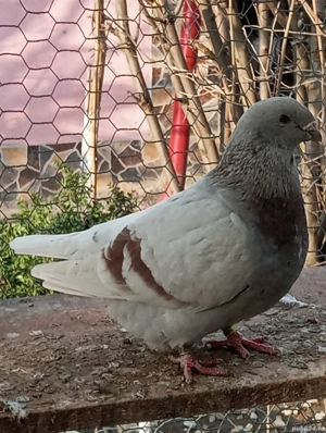 vand porumbei standard