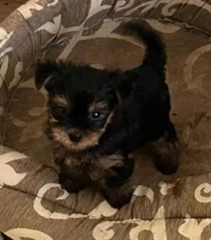 Vand Yorkshire Terrier