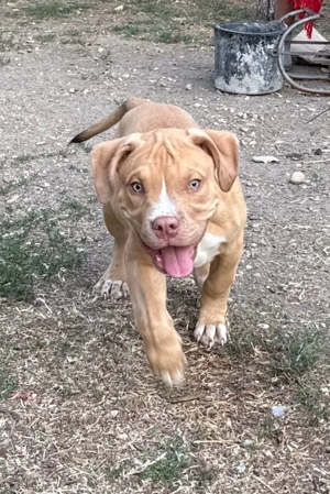 American Bully XL - imagine 6