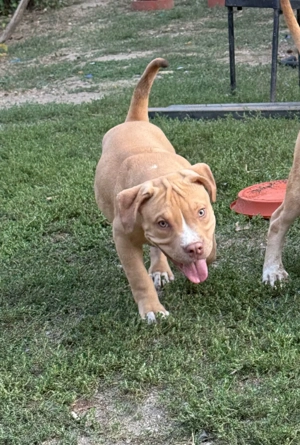 American Bully XL - imagine 2