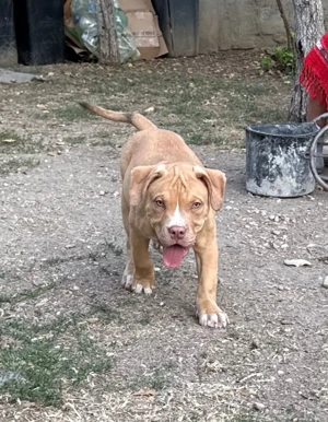 American Bully XL - imagine 5