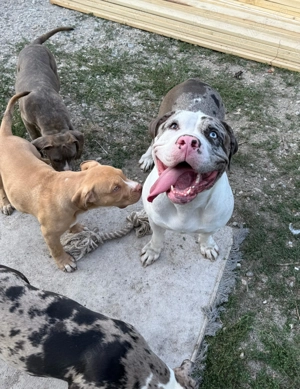 American Bully XL - imagine 7