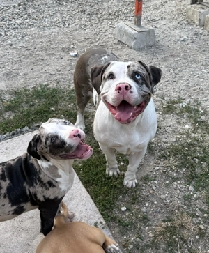 American Bully XL - imagine 4