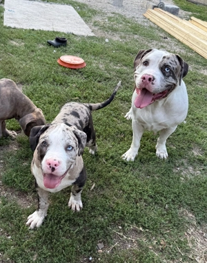 American Bully XL - imagine 3