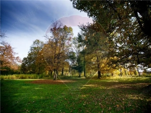 Domeniu Baronial de vanzare in localitatea CIL , Judet Arad - imagine 5