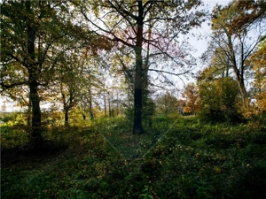 Domeniu Baronial de vanzare in localitatea CIL , Judet Arad - imagine 10