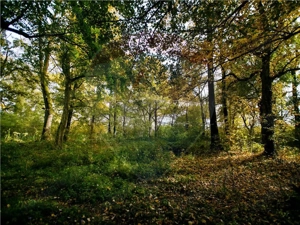 Domeniu Baronial de vanzare in localitatea CIL , Judet Arad - imagine 11