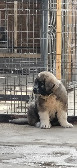 Ciobanesc mioritic ,fetita