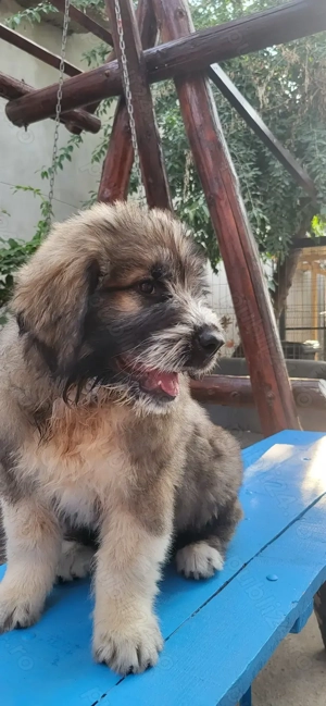 Ciobanesc mioritic ,fetita - imagine 3