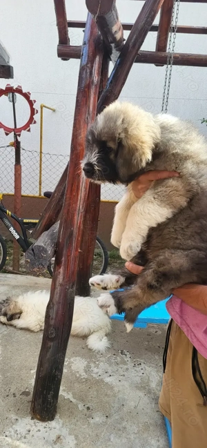 Ciobanesc mioritic ,fetita - imagine 2