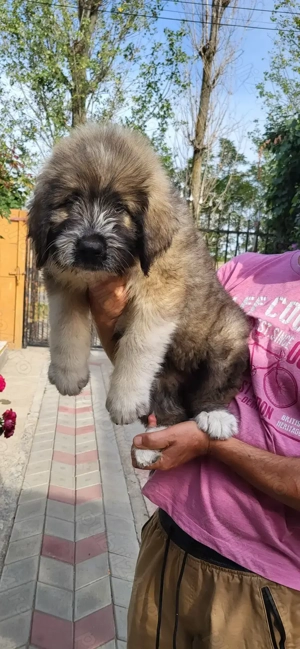 Ciobanesc mioritic ,fetita - imagine 4