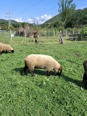 Cauta alt stăpân  - imagine 2 Cauta alt stăpân  - imagine 2