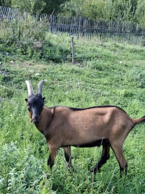 Cauta alt stăpân  - imagine 3 Cauta alt stăpân  - imagine 3