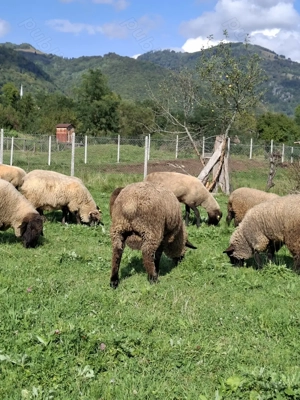 Cauta alt stăpân  - imagine 5 Cauta alt stăpân  - imagine 5