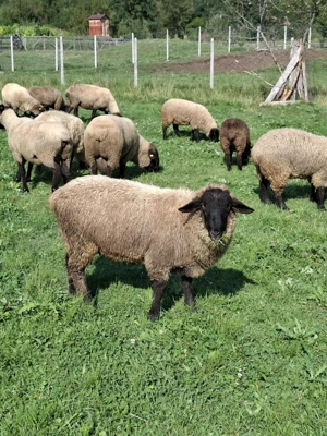 Cauta alt stăpân  - imagine 4 Cauta alt stăpân  - imagine 4