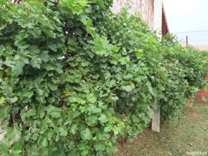 vănd casă Iratoșu - imagine 3 vănd casă Iratoșu - imagine 3