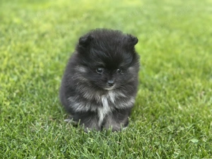 Vând Pomeranian Toy - imagine 3