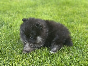 Vând Pomeranian Toy - imagine 2