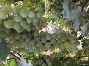 vănd casă Iratoșu - imagine 2 vănd casă Iratoșu - imagine 2