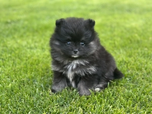 Vând Pomeranian Toy