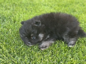 Vând Pomeranian Toy - imagine 5