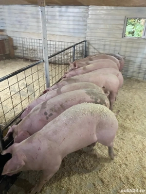 de vanzare porci de carne!