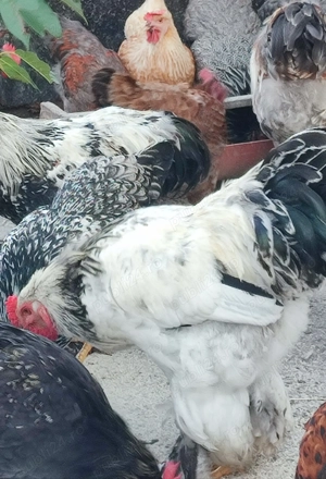 Vând cocosi de rasa  - imagine 2